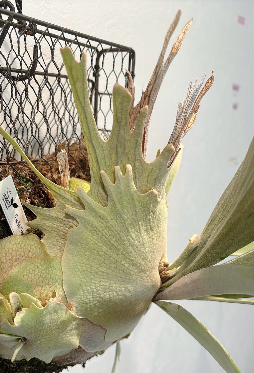 P.veitchii 'Auburn river' OCビカクシダアーバンリバー P.veitchii 'Auburn river' OCビカクシダアーバンリバー