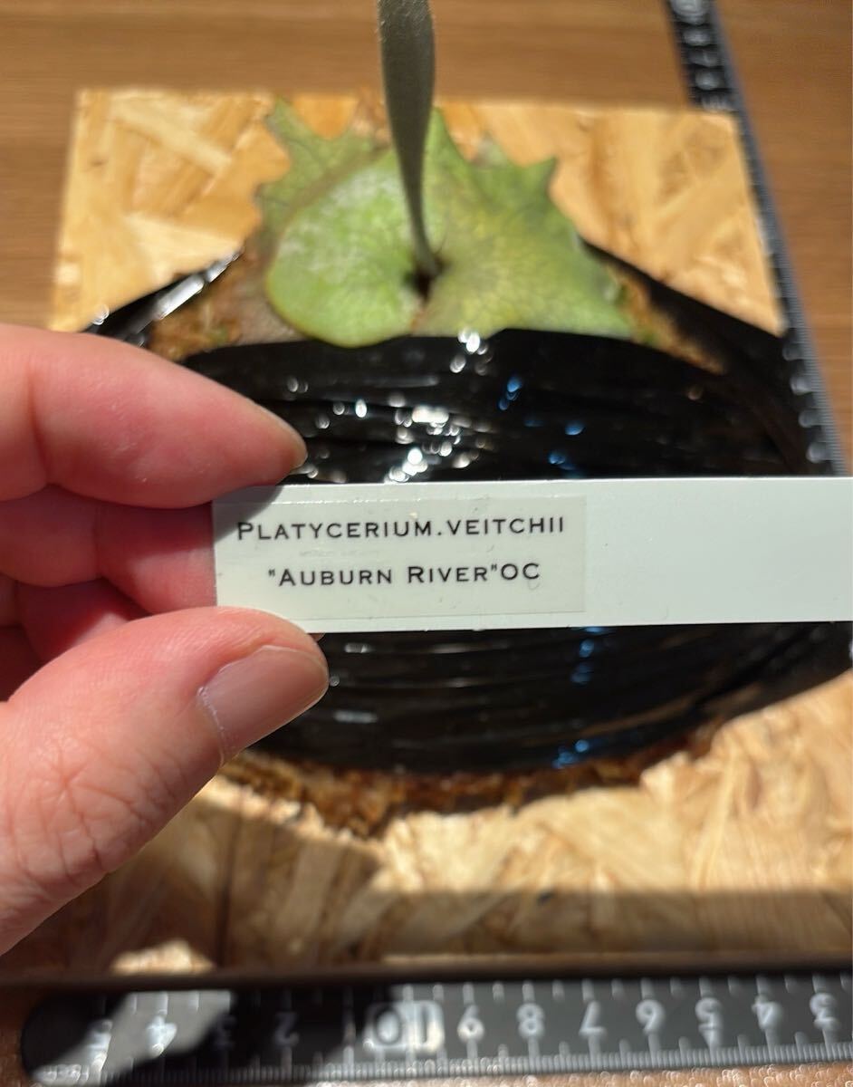 P.veitchii 'Auburn river' OCビカクシダアーバンリバー P.veitchii 'Auburn river' OCビカクシダアーバンリバー