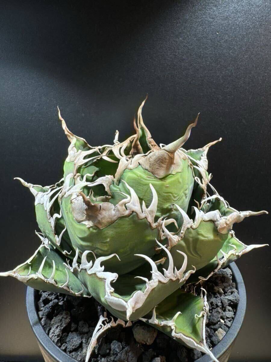 アガベ スーパーチタノタ 子株 カクタスグリーン産 【alo.plants アガベ スーパーチタノタ 子株 カクタスグリーン産 【alo.plants