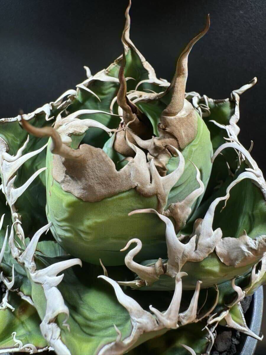 アガベ スーパーチタノタ 子株 カクタスグリーン産 【alo.plants アガベ スーパーチタノタ 子株 カクタスグリーン産 【alo.plants