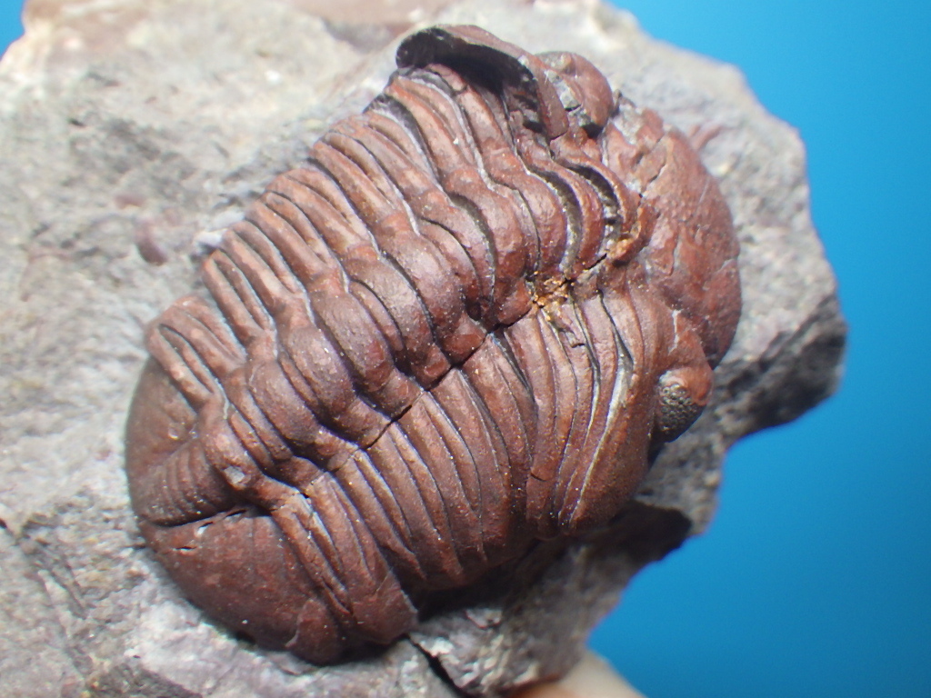 大きい割引 巣穴モロッコ 三葉虫化石0407 granulops 超希少赤いMorocops その他