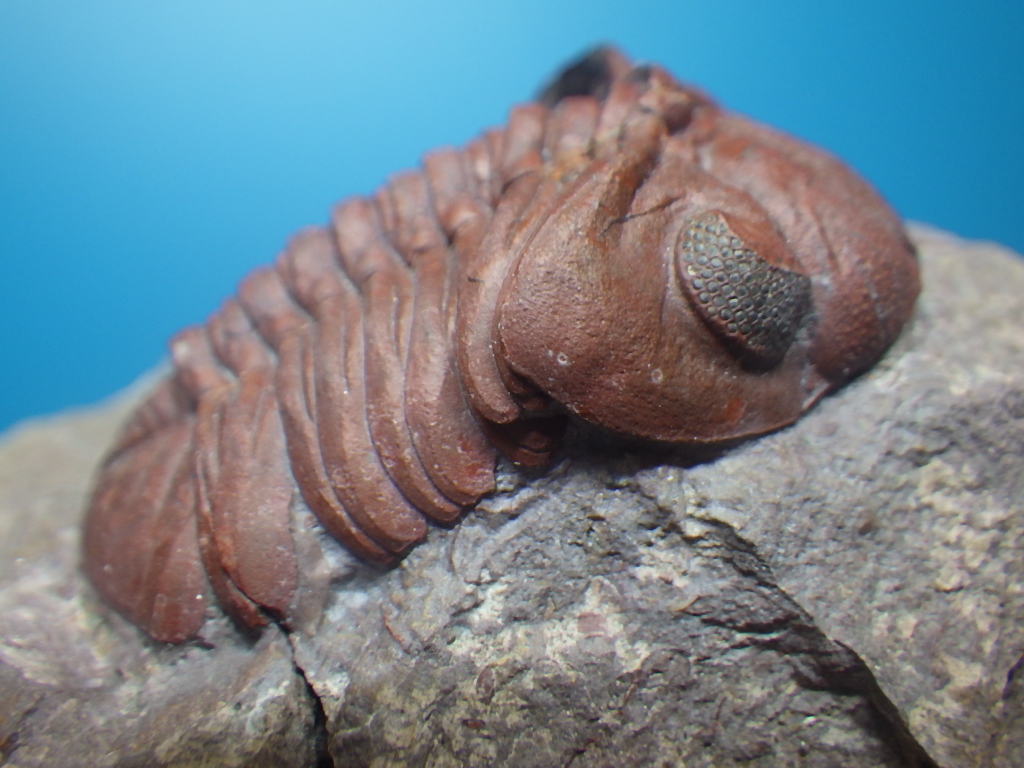 巣穴モロッコ 超希少赤いMorocops granulops 三葉虫化石0407 巣穴モロッコ 超希少赤いMorocops granulops 三葉虫化石0407