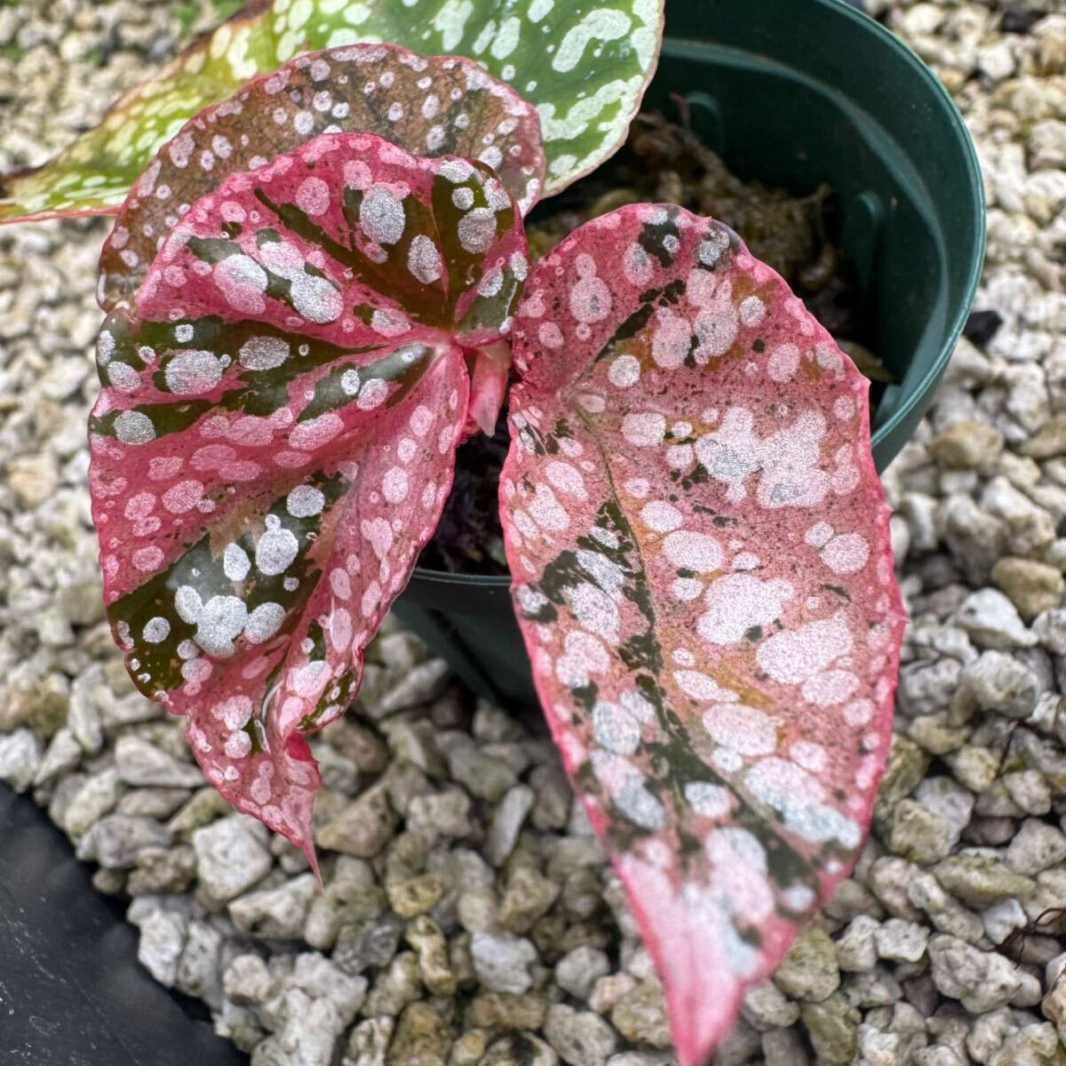 希少※ Begonia “Snow Capped Variegated”ベゴニア☆スノーカップ 希少※ Begonia “Snow Capped Variegated”ベゴニア☆スノーカップ