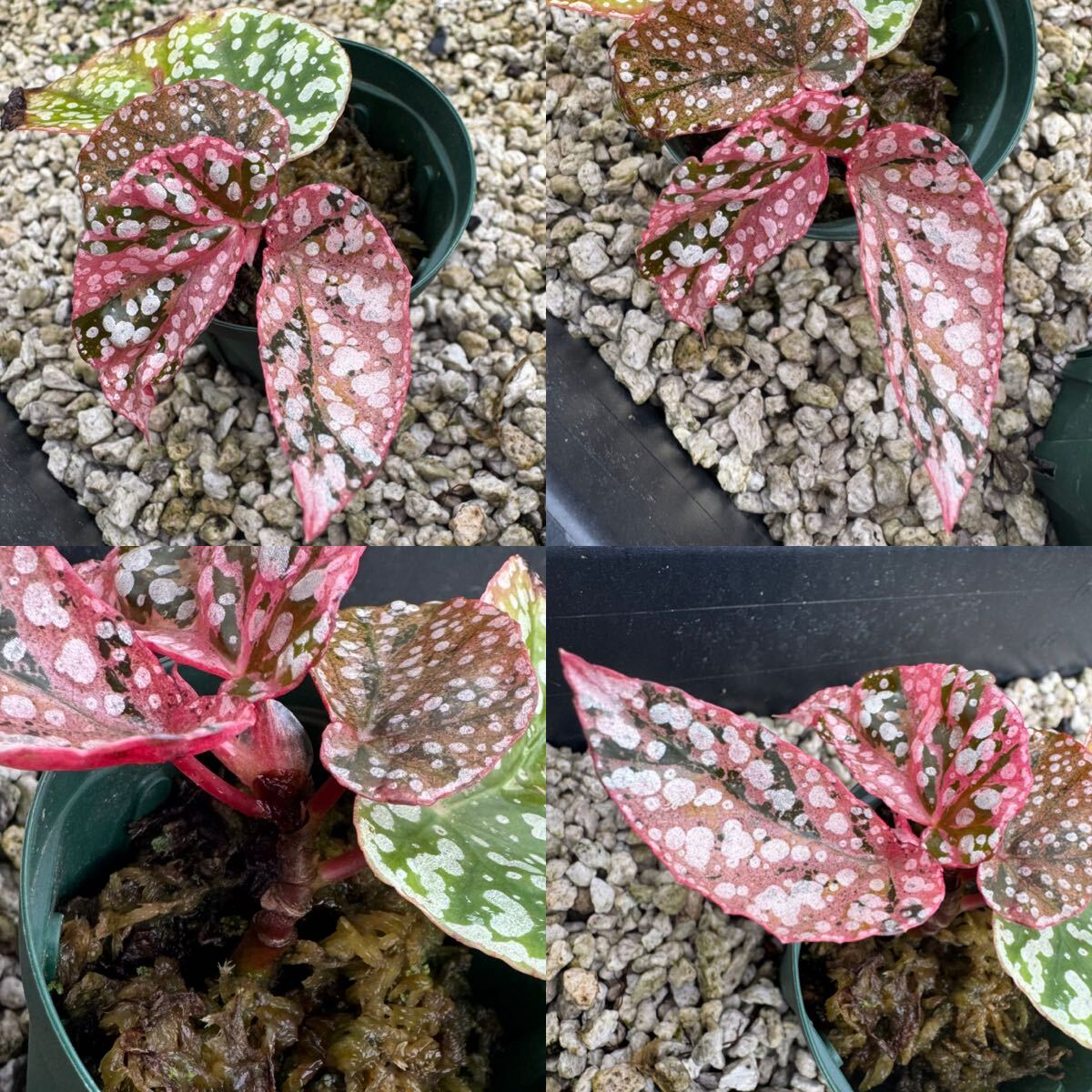 希少※ Begonia “Snow Capped Variegated”ベゴニア☆スノーカップ 希少※ Begonia “Snow Capped Variegated”ベゴニア☆スノーカップ