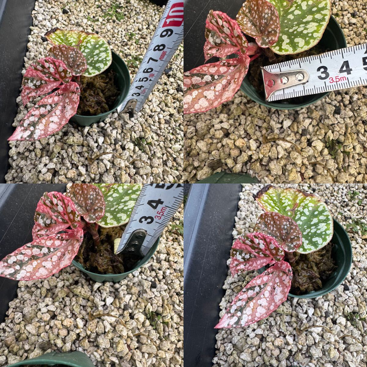 希少※ Begonia “Snow Capped Variegated”ベゴニア☆スノーカップ 希少※ Begonia “Snow Capped Variegated”ベゴニア☆スノーカップ