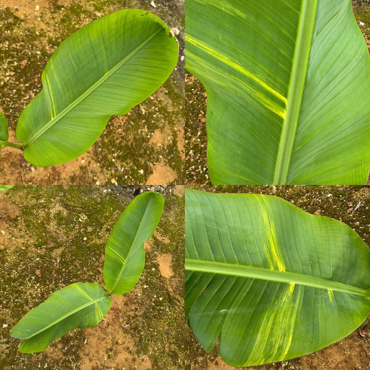 バナナ☆斑入り☆papua banana yellow variegated☆(クワズイモ バナナ☆斑入り☆papua banana yellow variegated☆(クワズイモ