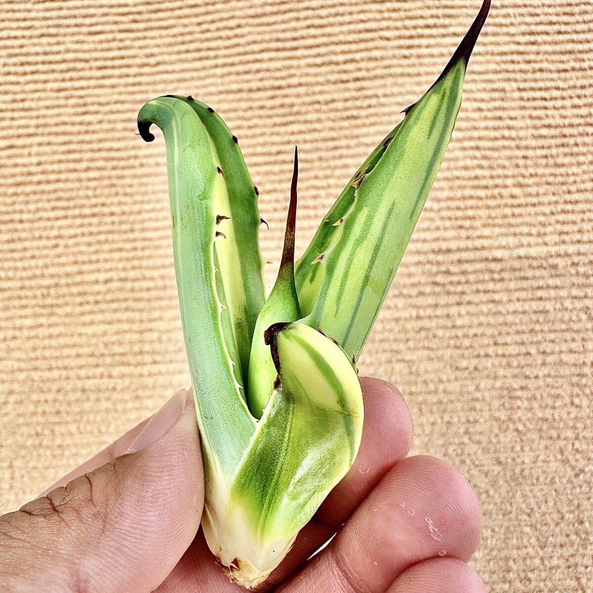 Lj_plants Z74 多肉植物 アガベ マクロアカンサ Agave Lj_plants Z74 多肉植物 アガベ マクロアカンサ Agave