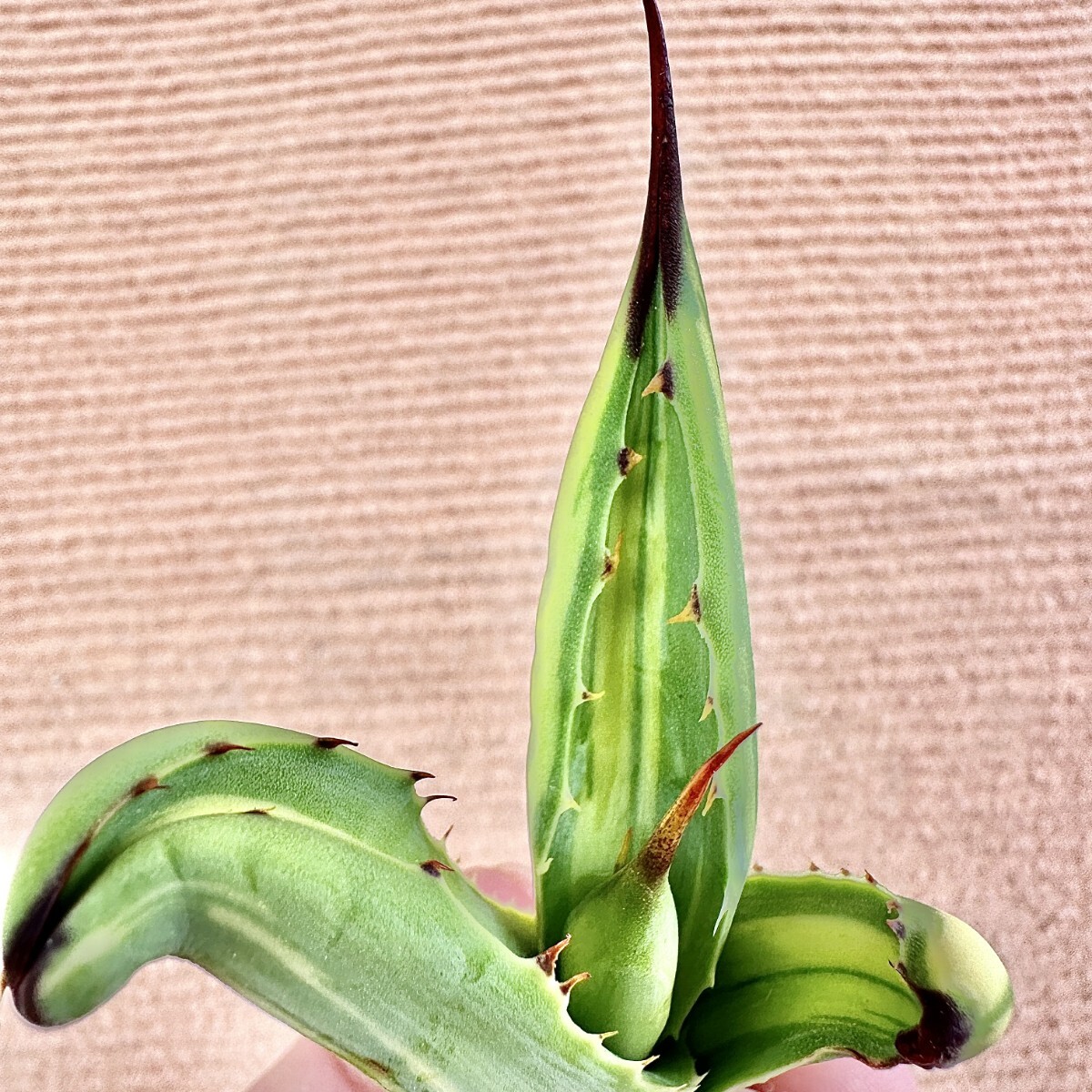 Lj_plants Z74 多肉植物 アガベ マクロアカンサ Agave Lj_plants Z74 多肉植物 アガベ マクロアカンサ Agave