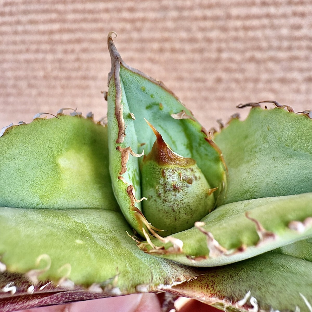 Lj_plants Z333 貴重な希少種 アガベ チタノタ 冰雹 極上強棘 狂 Lj_plants Z333 貴重な希少種 アガベ チタノタ 冰雹 極上強棘 狂