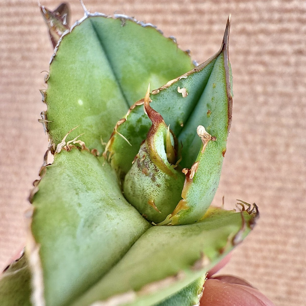 Lj_plants Z333 貴重な希少種 アガベ チタノタ 冰雹 極上強棘 狂 Lj_plants Z333 貴重な希少種 アガベ チタノタ 冰雹 極上強棘 狂