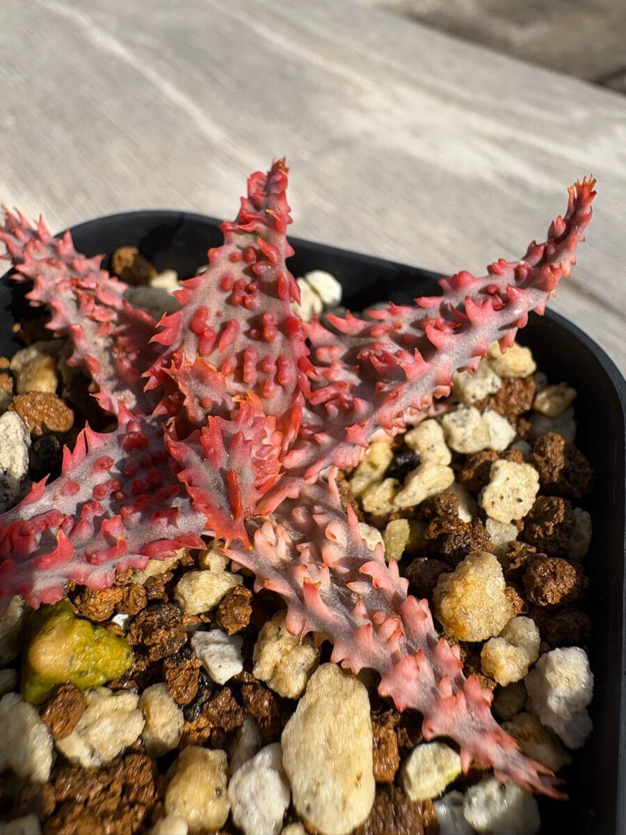 Aloe Tempura hybrid テンプラ アロエハイブリッド 2(アロエ Aloe Tempura hybrid テンプラ アロエハイブリッド 2(アロエ