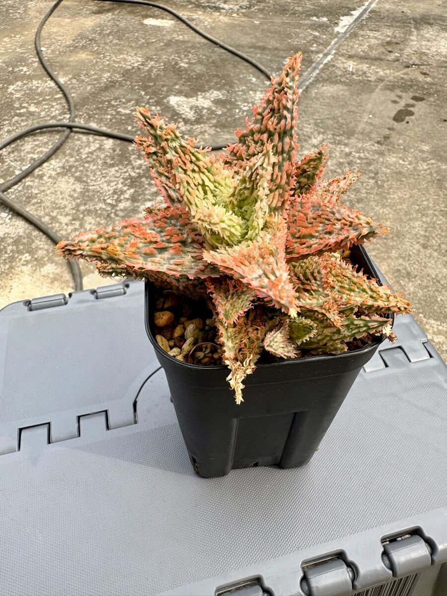 Aloe 'tempura' アロエ テンプラ アロエハイブリッド(アロエ Aloe 'tempura' アロエ テンプラ アロエハイブリッド(アロエ