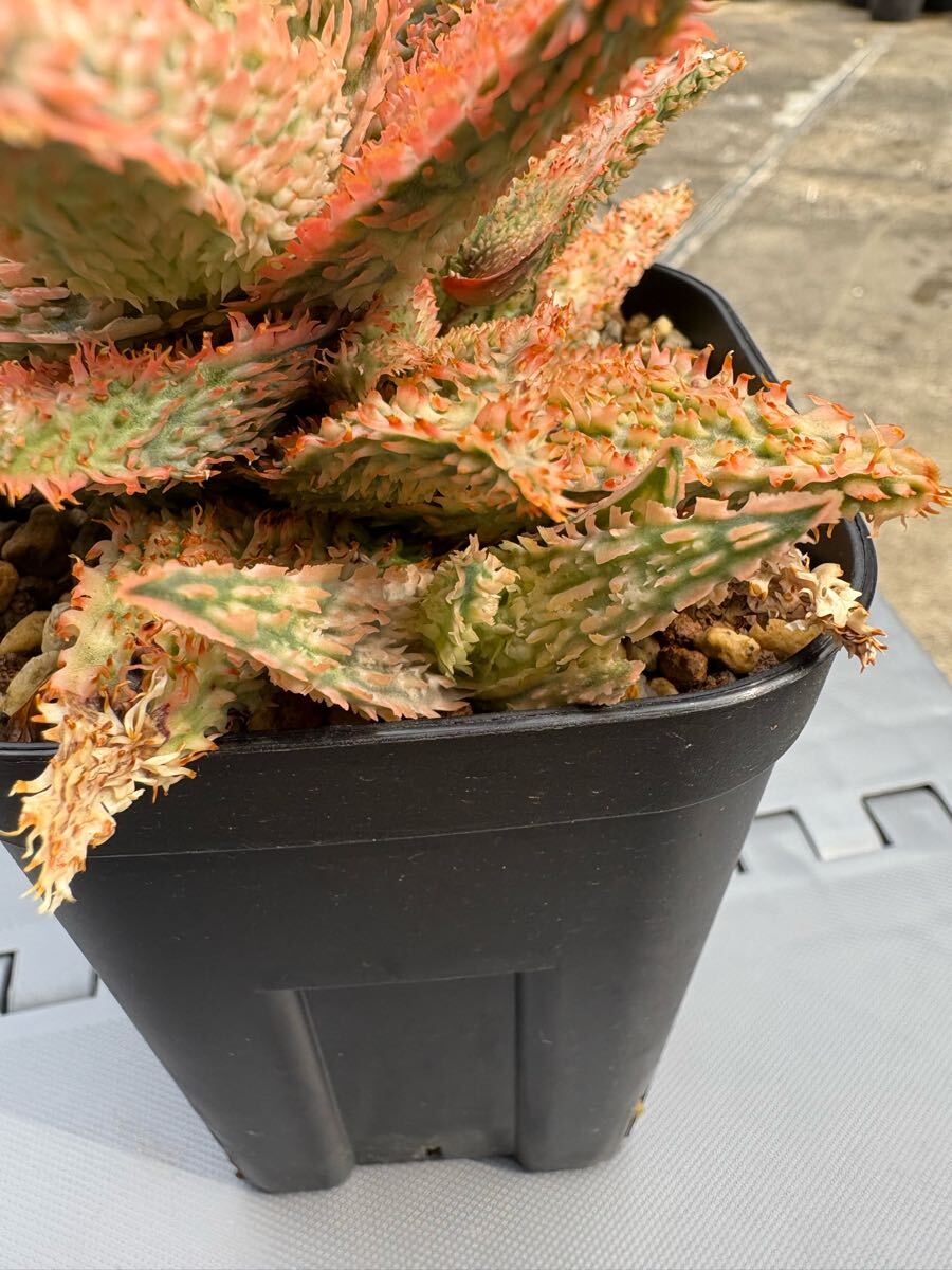 Aloe 'tempura' アロエ テンプラ アロエハイブリッド(アロエ Aloe 'tempura' アロエ テンプラ アロエハイブリッド(アロエ