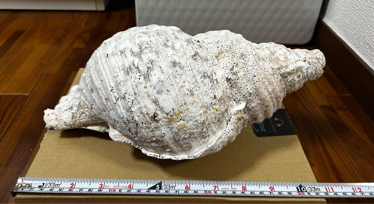 沖縄法螺貝の値段と価格推移は?|18件の売買データから沖縄 沖縄法螺貝の値段と価格推移は?|18件の売買データから沖縄