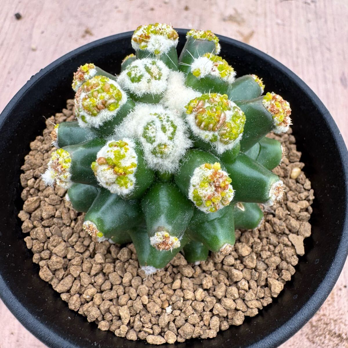 ☆サボテン・多肉植物☆912☆エキノカクタス 金鯱モンスト カキ ☆サボテン・多肉植物☆912☆エキノカクタス 金鯱モンスト カキ
