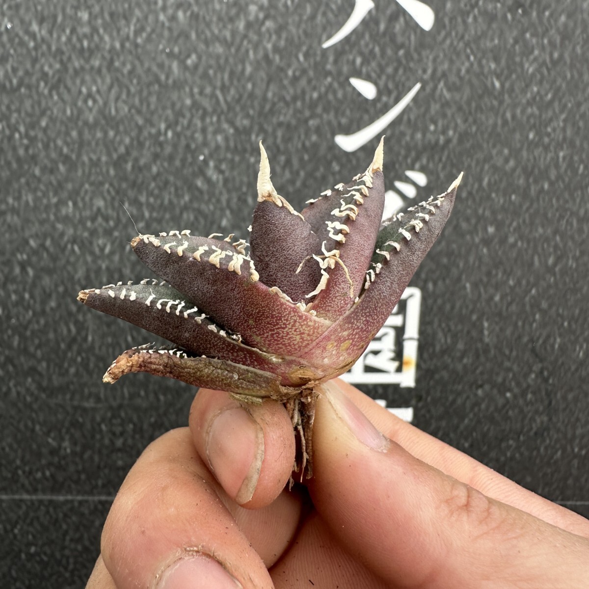 J40【パンダ園芸】 アガベ チタノタ 眼鏡蛇コブラ 特選 希少 J40【パンダ園芸】 アガベ チタノタ 眼鏡蛇コブラ 特選 希少
