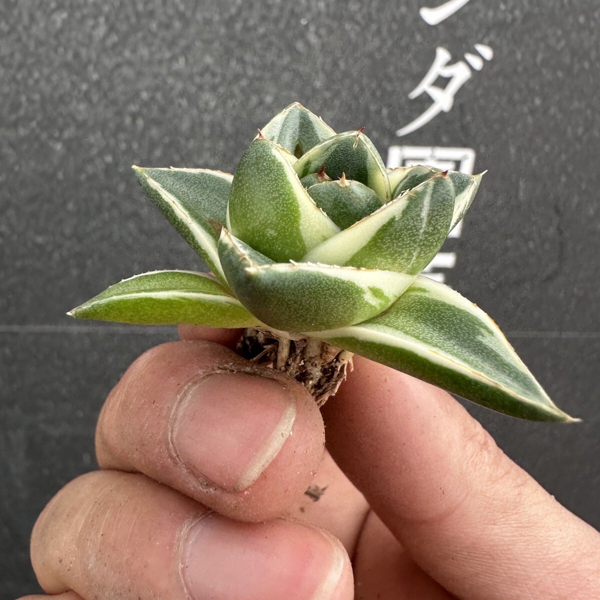 K30【パンダ園芸】アガベ 王妃笹の雪A型 ピンキー 白覆輪斑 極上 K30【パンダ園芸】アガベ 王妃笹の雪A型 ピンキー 白覆輪斑 極上