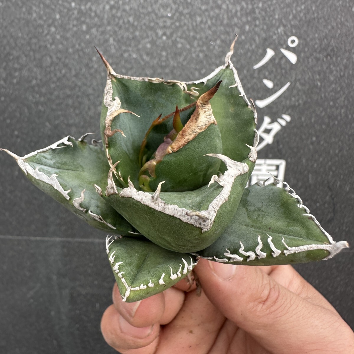 K57【パンダ園芸】アガベ チタノタ SAD 南アフリカダイヤモンド K57【パンダ園芸】アガベ チタノタ SAD 南アフリカダイヤモンド