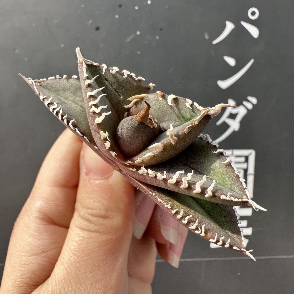 A59【パンダ園芸】 アガベ チタノタ 眼鏡蛇コブラ 特選 希少 A59【パンダ園芸】 アガベ チタノタ 眼鏡蛇コブラ 特選 希少