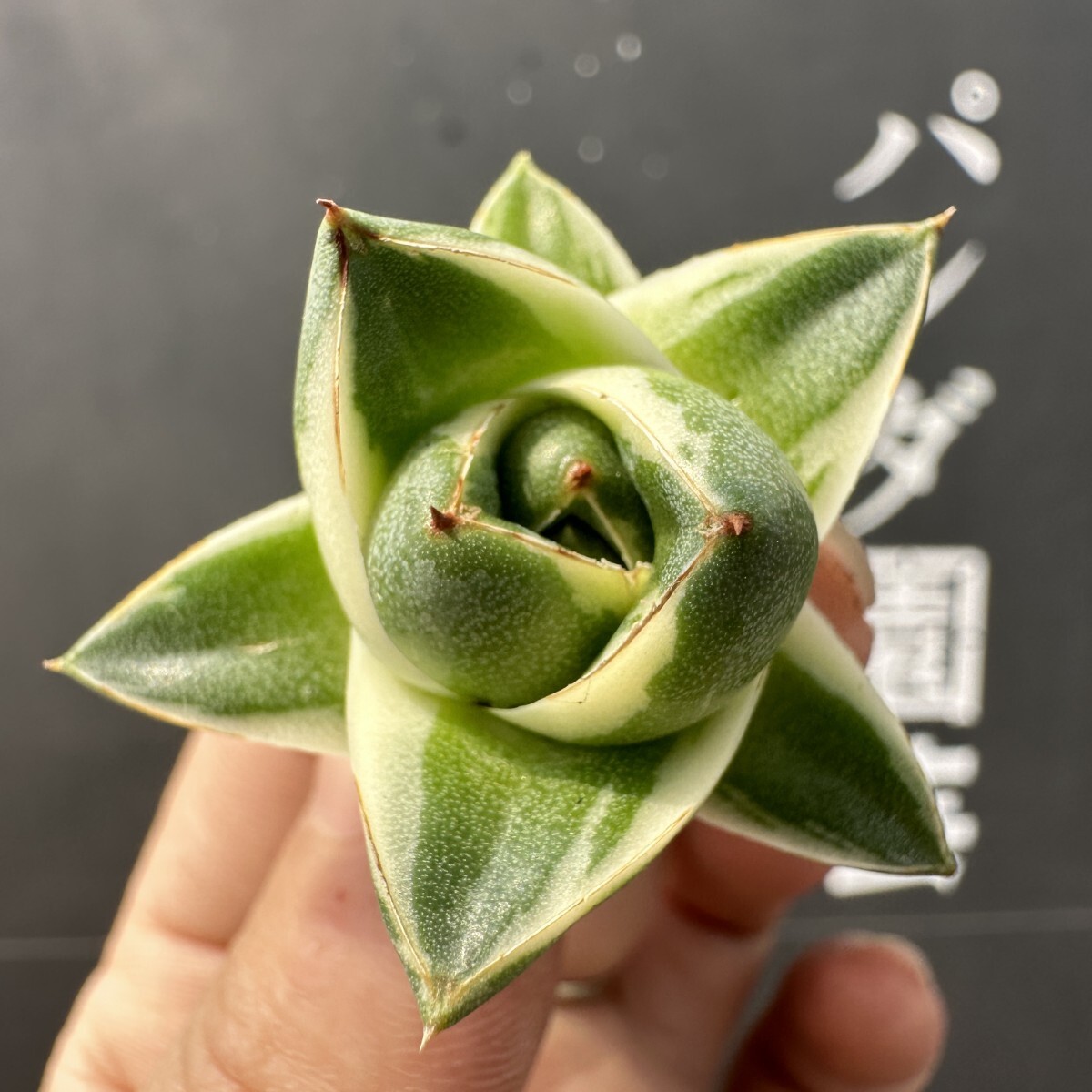 B35【パンダ園芸】アガベ 王妃笹の雪A型 ピンキー 白覆輪斑 極上 B35【パンダ園芸】アガベ 王妃笹の雪A型 ピンキー 白覆輪斑 極上