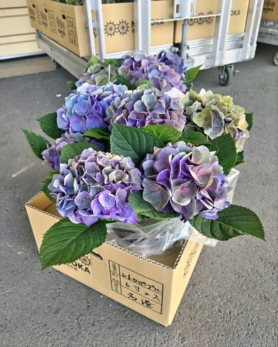 ☆福岡ブランド☆レトロパープル☆6号鉢☆超希少☆新品種 ☆福岡ブランド☆レトロパープル☆6号鉢☆超希少☆新品種
