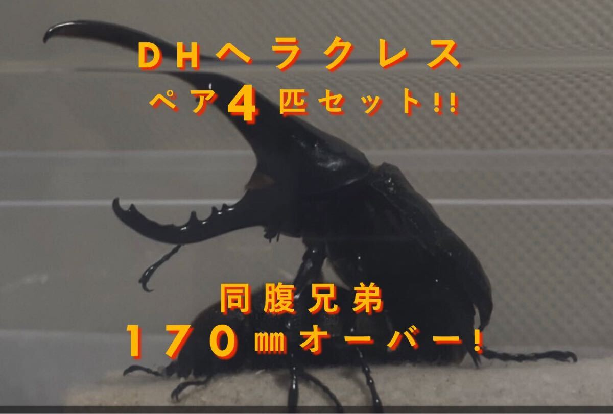 同腹兄弟170mm!! DHヘラクレス 幼虫 ペア 4匹 セット【大型血統 同腹兄弟170mm!! DHヘラクレス 幼虫 ペア 4匹 セット【大型血統