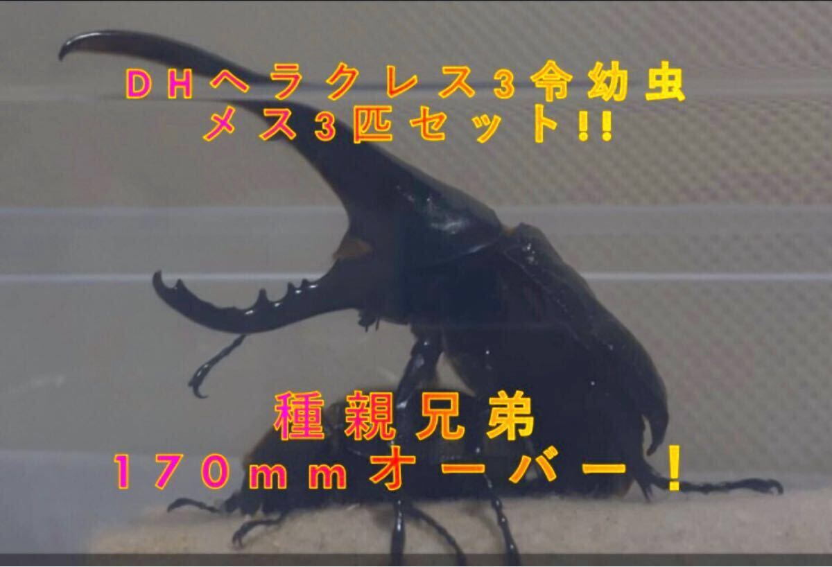 ⑤DHヘラクレス 3令幼虫 9頭セット ヘラクレスオオカブト