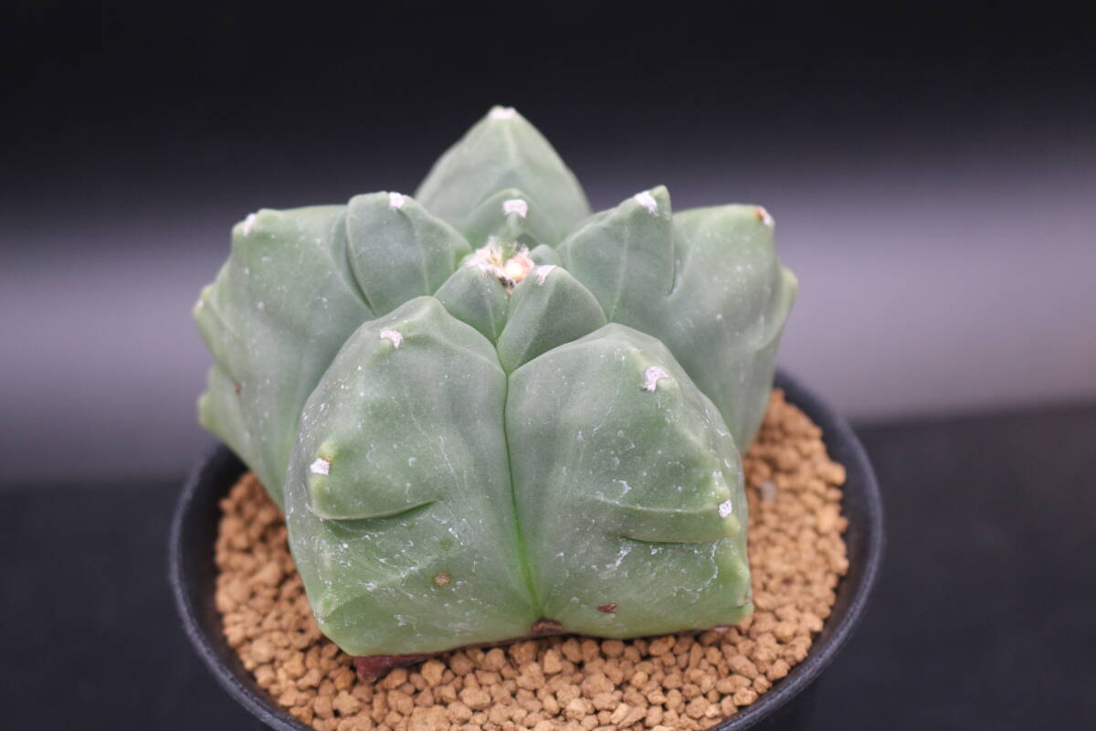 亀甲碧瑠璃ランポー玉 ＊サボテン 多肉植物 アストロフィツム