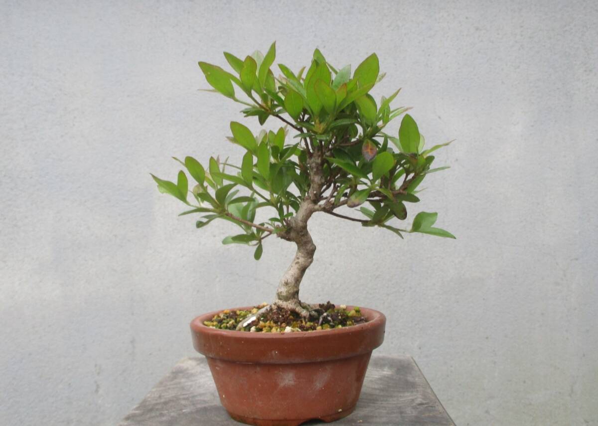 極小品 さつき盆栽 ◇八咫の鏡◇ 鉢 3号(皐月(さつき))|売買 極小品 さつき盆栽 ◇八咫の鏡◇ 鉢 3号(皐月(さつき))|売買