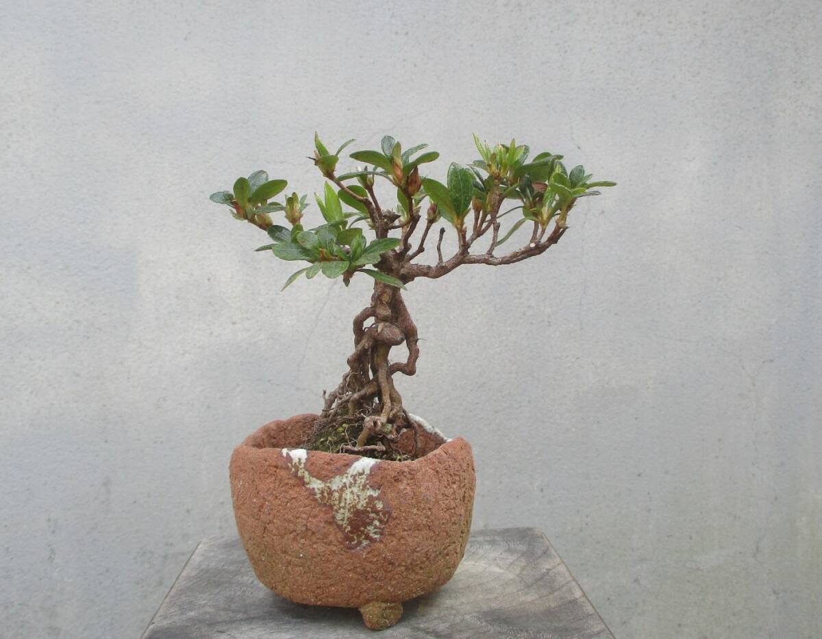 極小品 根上がり さつき盆栽 ◇紅梅◇ 鉢 9cm(皐月(さつき 極小品 根上がり さつき盆栽 ◇紅梅◇ 鉢 9cm(皐月(さつき