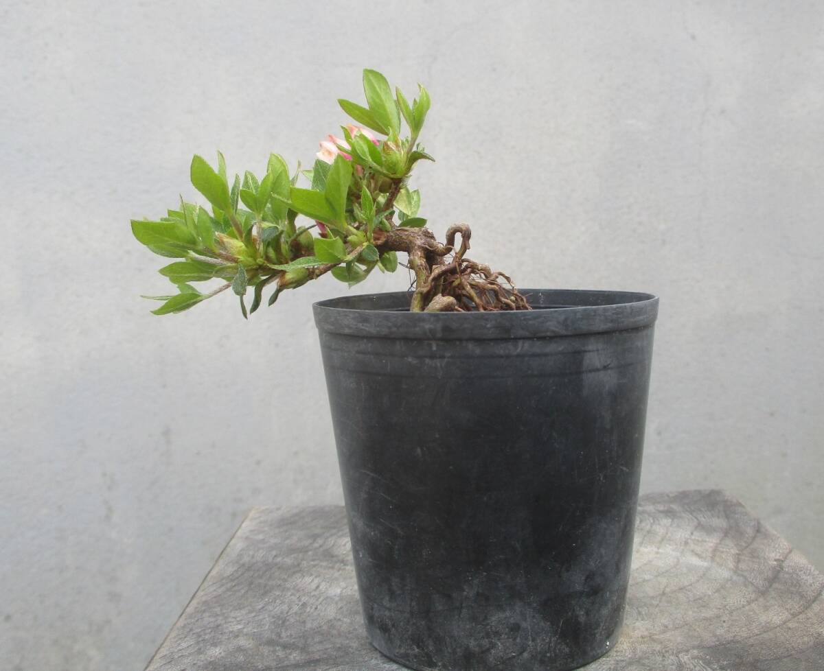 極小品 根上がり さつき盆栽 ◇鶴翁◇ 鉢 2.5号深(皐月 極小品 根上がり さつき盆栽 ◇鶴翁◇ 鉢 2.5号深(皐月