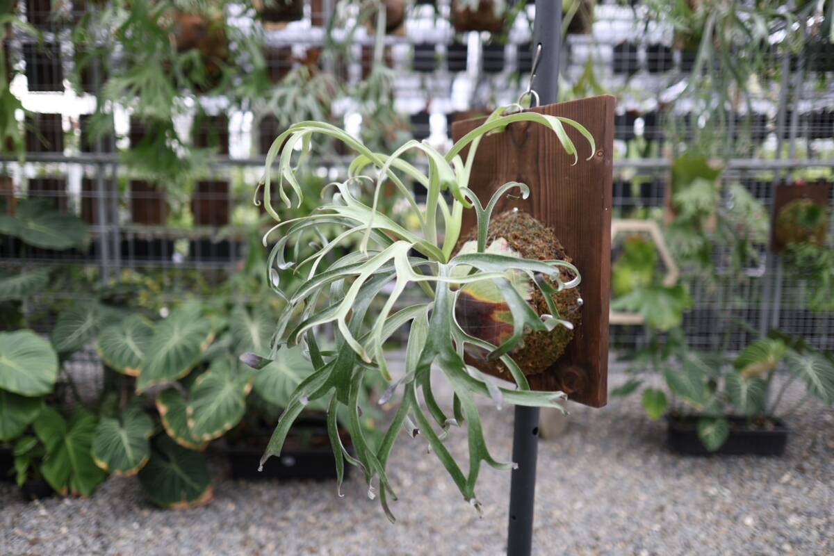 水やりの仕方 ビカクシダ アルマダ (P. Alcicorne var