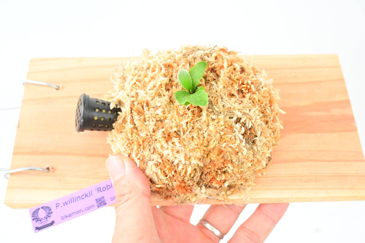 ビカクシダ P.willinckii 'Robin' TC 胞子体 #25 - メルカリ