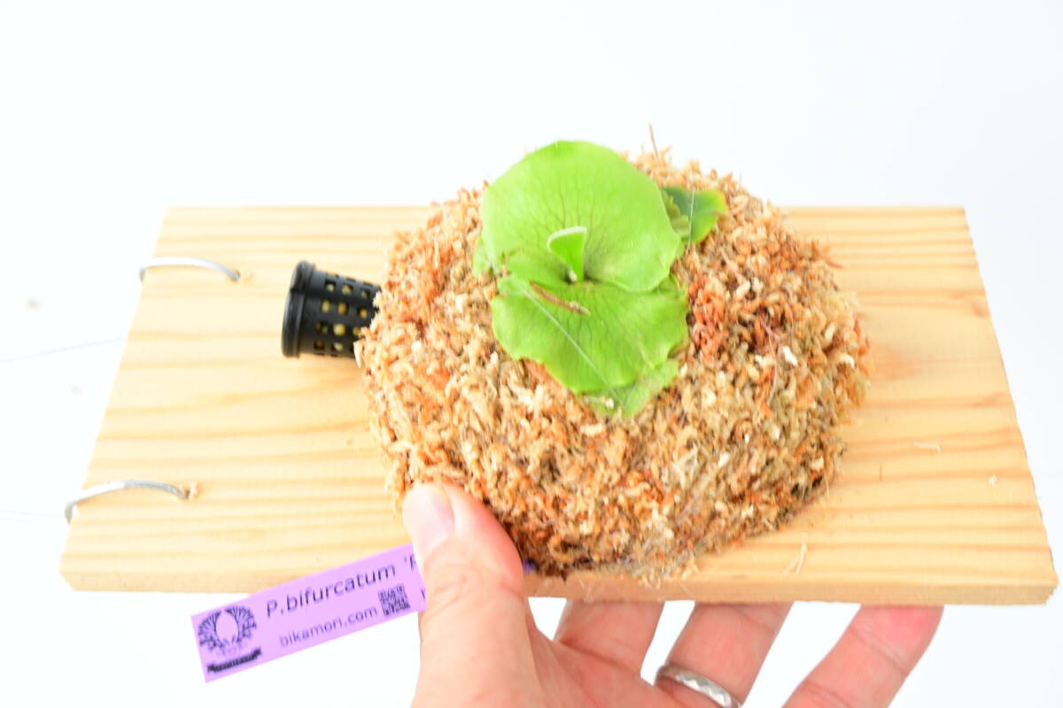 P bifurcatum 'Popcorn' TC① @ビカ森wife ポップコーン P bifurcatum 'Popcorn' TC① @ビカ森wife ポップコーン