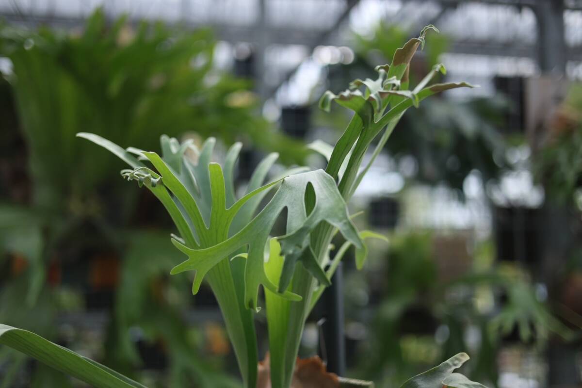 P bifurcatum 'Popcorn' TC③ @ビカ森wife ポップコーン P bifurcatum 'Popcorn' TC③ @ビカ森wife ポップコーン