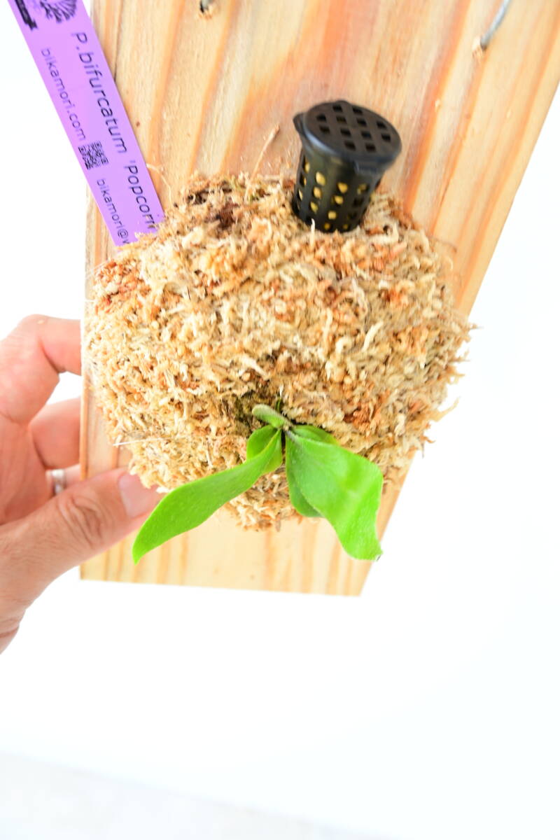 P bifurcatum 'Popcorn' TC③ @ビカ森wife ポップコーン P bifurcatum 'Popcorn' TC③ @ビカ森wife ポップコーン