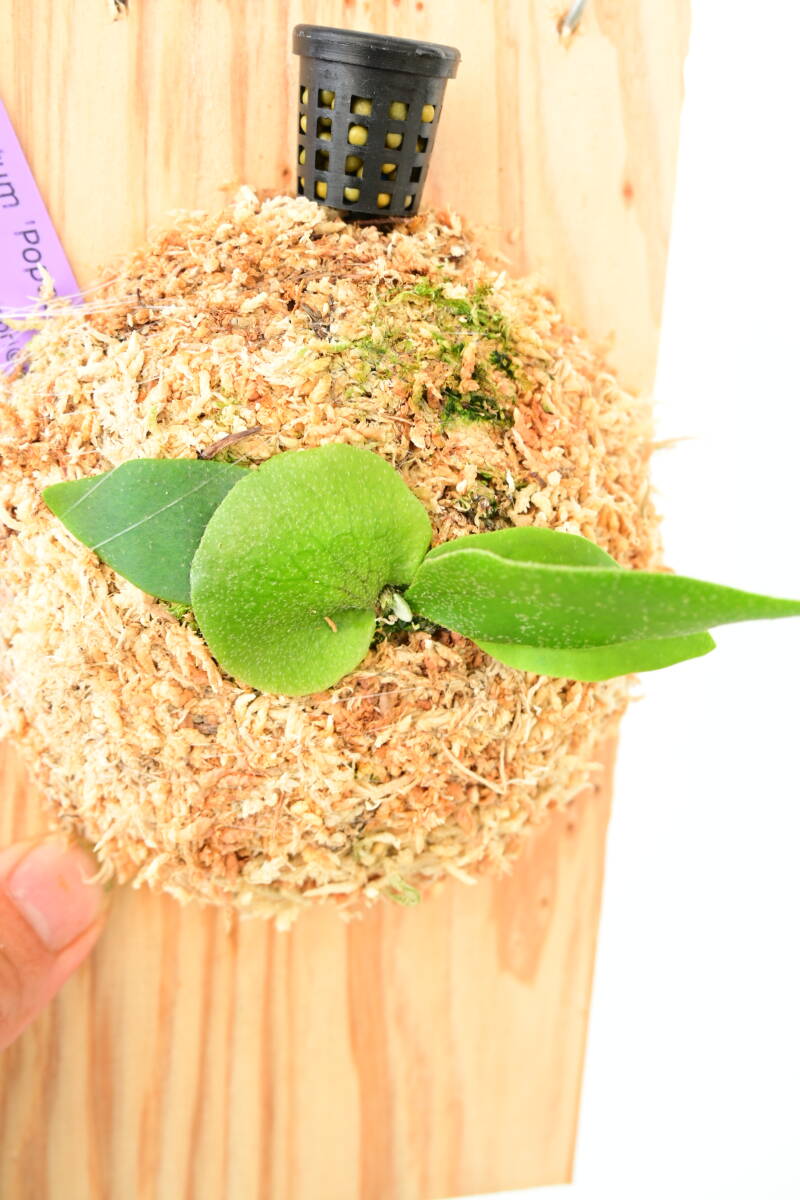 P bifurcatum 'Popcorn' TC③ @ビカ森wife ポップコーン P bifurcatum 'Popcorn' TC③ @ビカ森wife ポップコーン