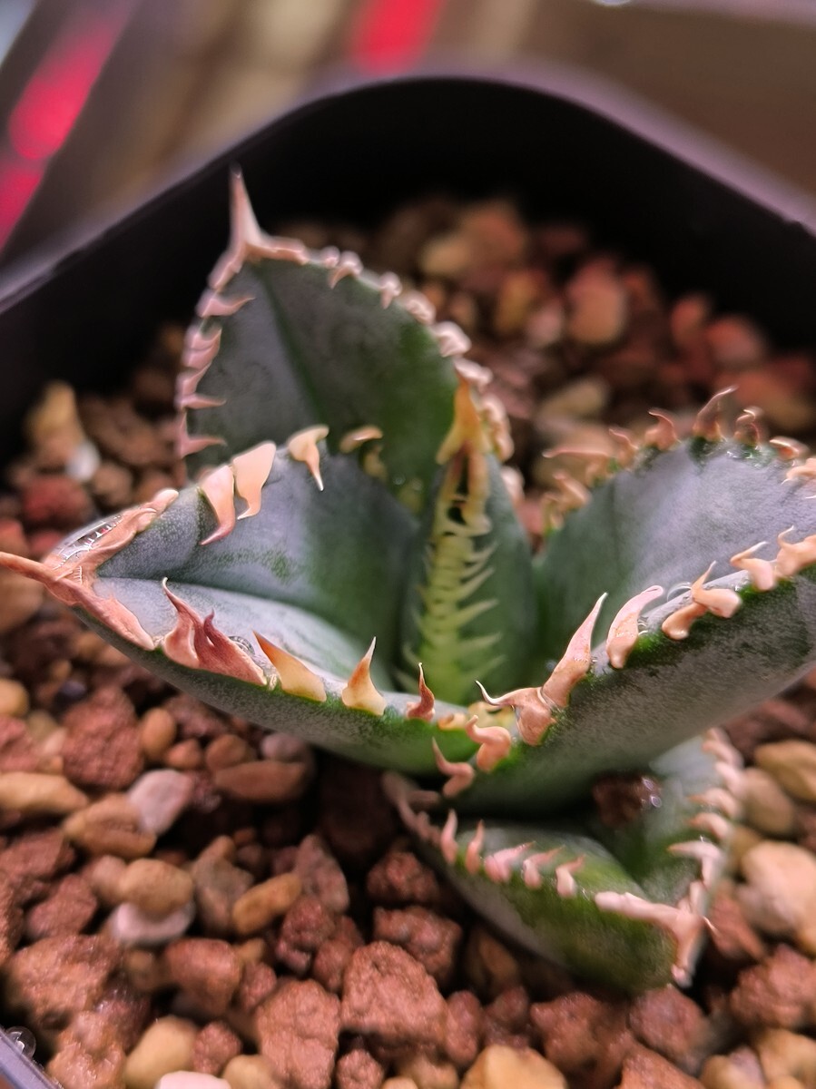 N2.plants オテロイ実生選抜株 gradeⅡ 短葉 白鋸歯 青葉 N2.plants オテロイ実生選抜株 gradeⅡ 短葉 白鋸歯 青葉