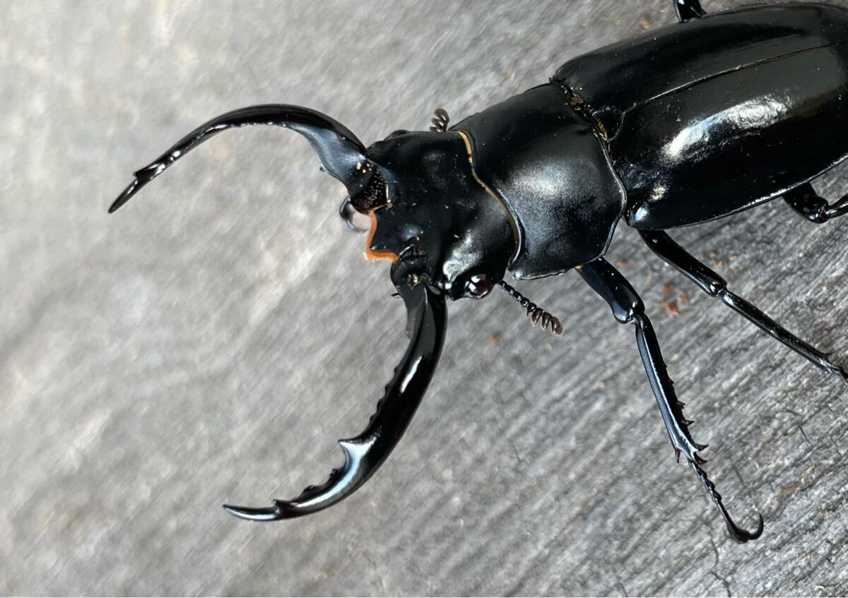 成虫】 ウエストウッディ オオシカクワガタ 原名亜種 ♂単品(外 成虫】 ウエストウッディ オオシカクワガタ 原名亜種 ♂単品(外