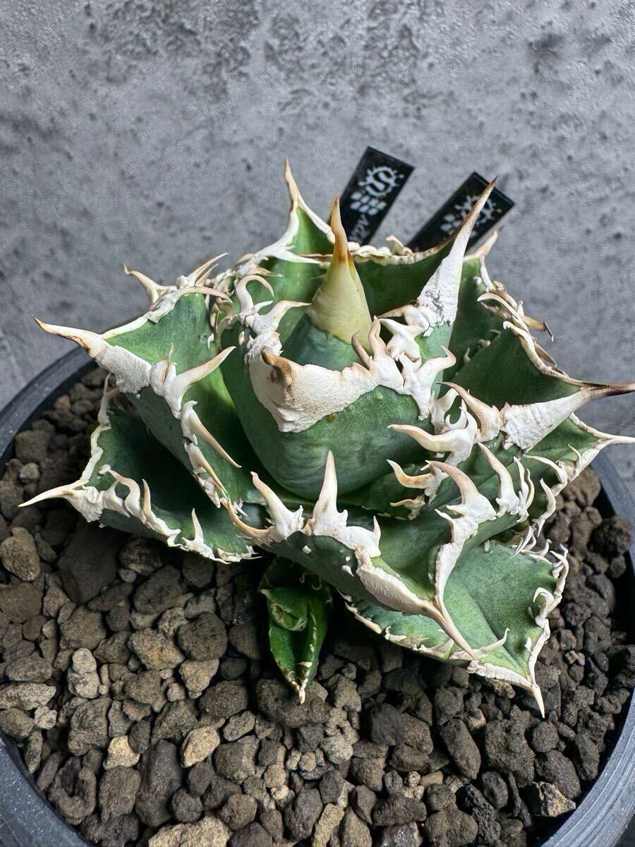 アガベ 大白鯊 ホホジロザメ lize血統 子株 検)大白鮫 アガベ 大白鯊 ホホジロザメ lize血統 子株 検)大白鮫