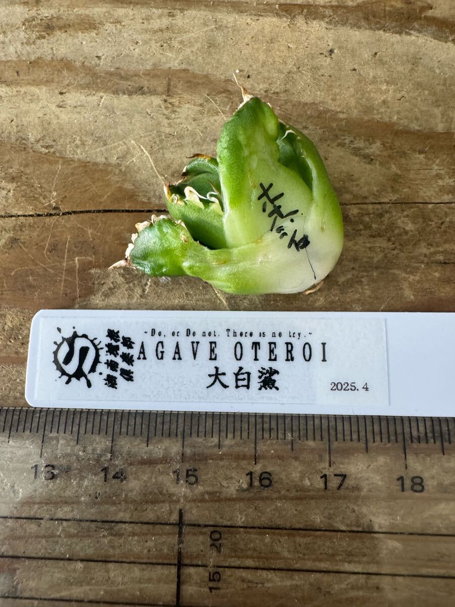 アガベ 大白鯊 ホホジロザメ lize血統 子株 検)大白鮫 アガベ 大白鯊 ホホジロザメ lize血統 子株 検)大白鮫