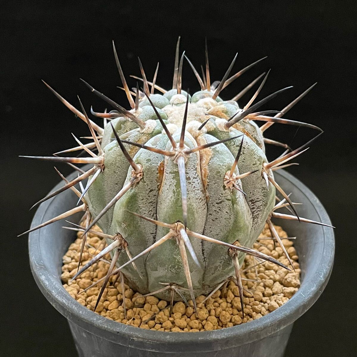 コピアポア・シネレア 黒王丸(サボテン・多肉植物) copiapoa コピアポア・シネレア 黒王丸(サボテン・多肉植物) copiapoa