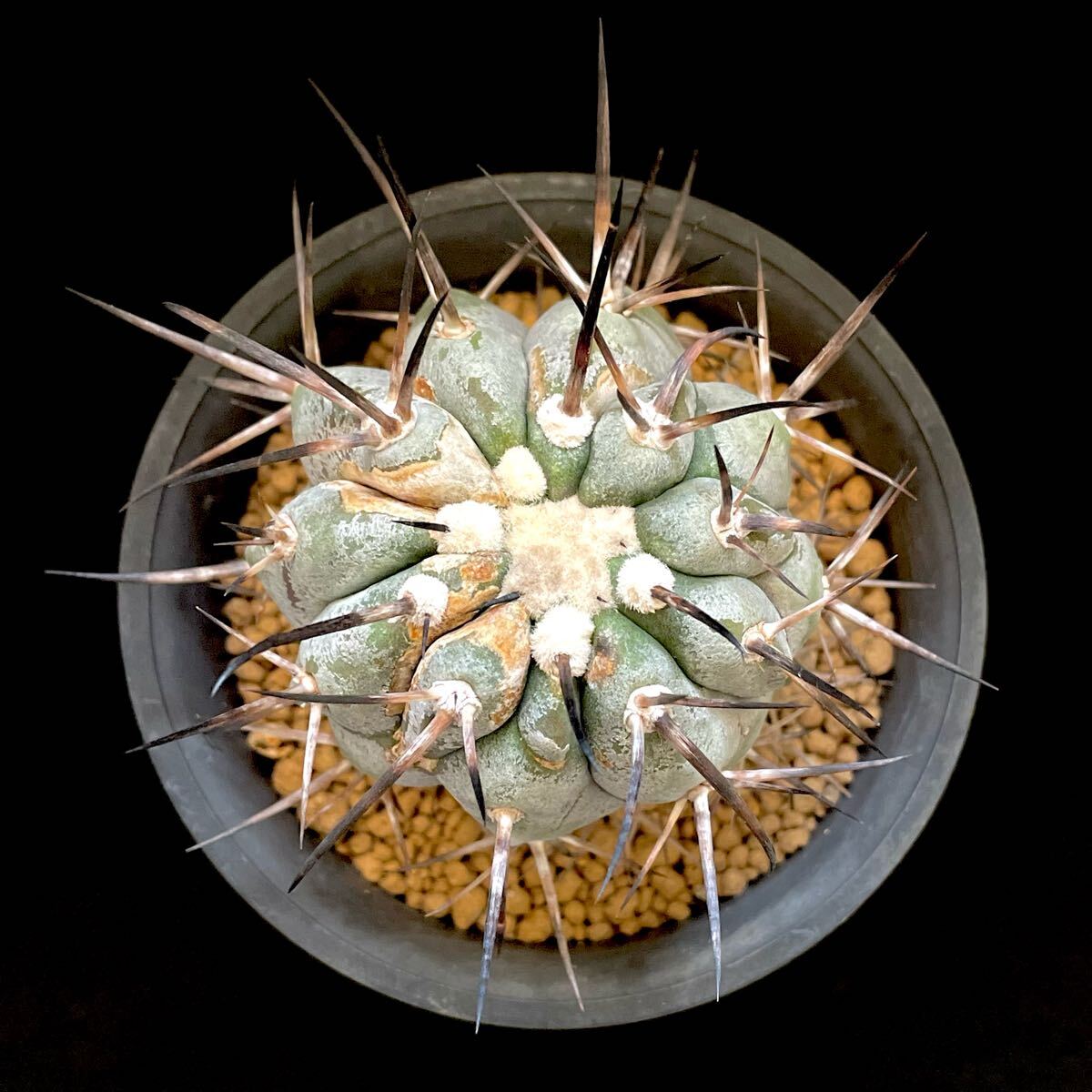 コピアポア・シネレア 黒王丸(サボテン・多肉植物) copiapoa コピアポア・シネレア 黒王丸(サボテン・多肉植物) copiapoa