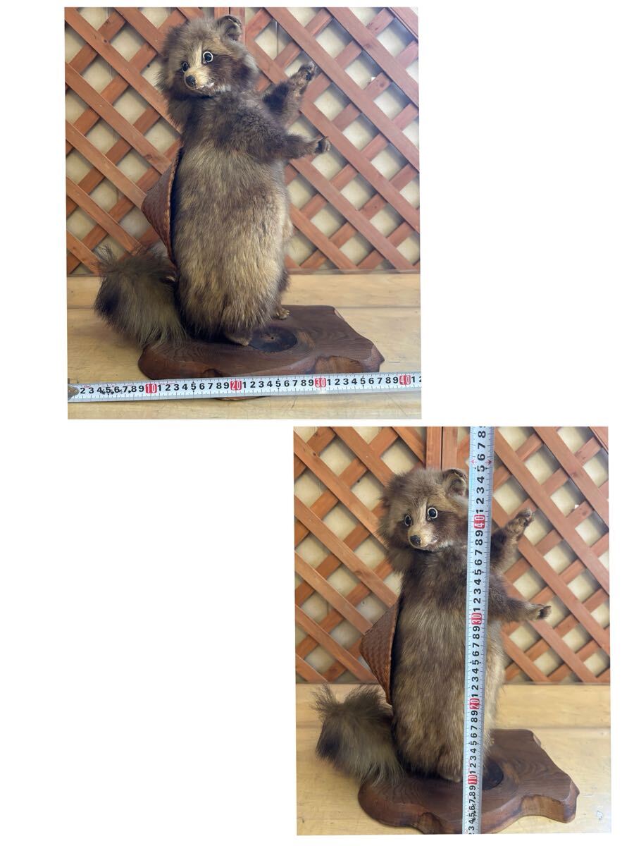 ○D☆925 レトロ 狸 たぬき 剥製 置物 アンティーク 台付 ○D☆925 レトロ 狸 たぬき 剥製 置物 アンティーク 台付