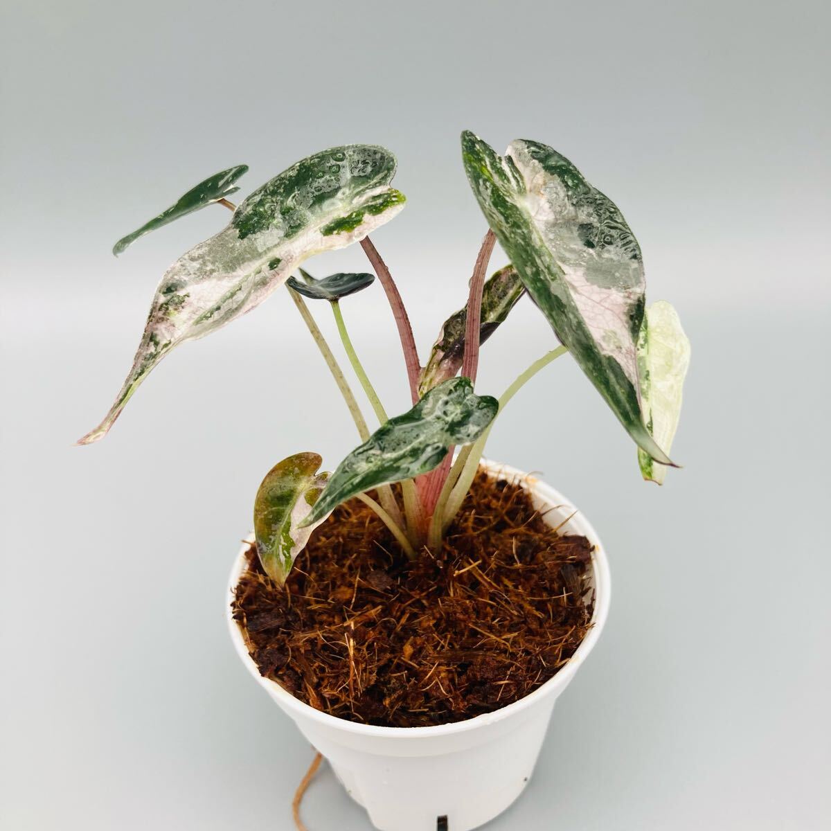 【芋】 アロカシア　ノビリス　斑入り　ピンク 芋】 アロカシア ノビリス 斑入り ピンク Alocasia nobilis pink