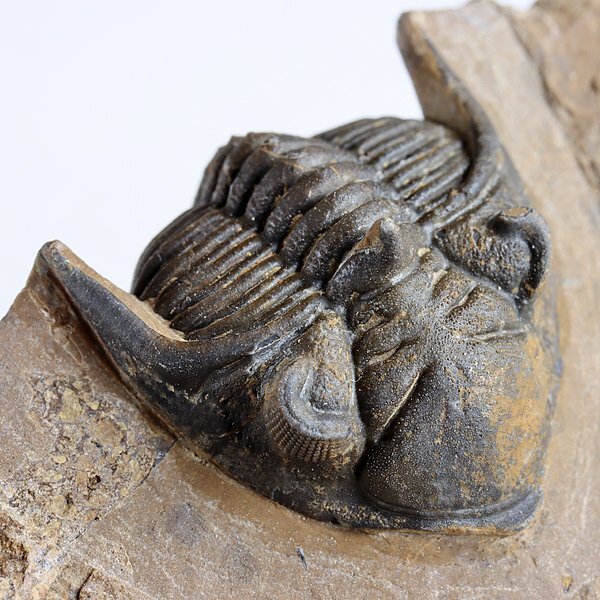 ○○○化石 三葉虫○○○高品質! Metacanthina issoumourensis ○○○化石 三葉虫○○○高品質! Metacanthina issoumourensis