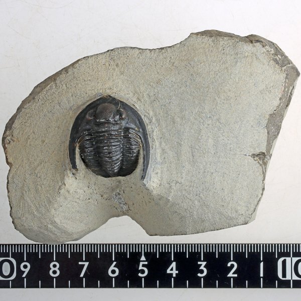 ○○○化石 三葉虫○○○高品位!! Diademaproetus praecursor ○○○化石 三葉虫○○○高品位!! Diademaproetus praecursor
