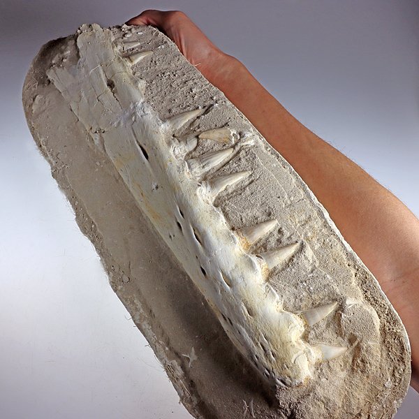 ○○○化石 恐竜○○○高品質 Platecarpus ptychodonの顎 BIG ○○○化石 恐竜○○○高品質 Platecarpus ptychodonの顎 BIG
