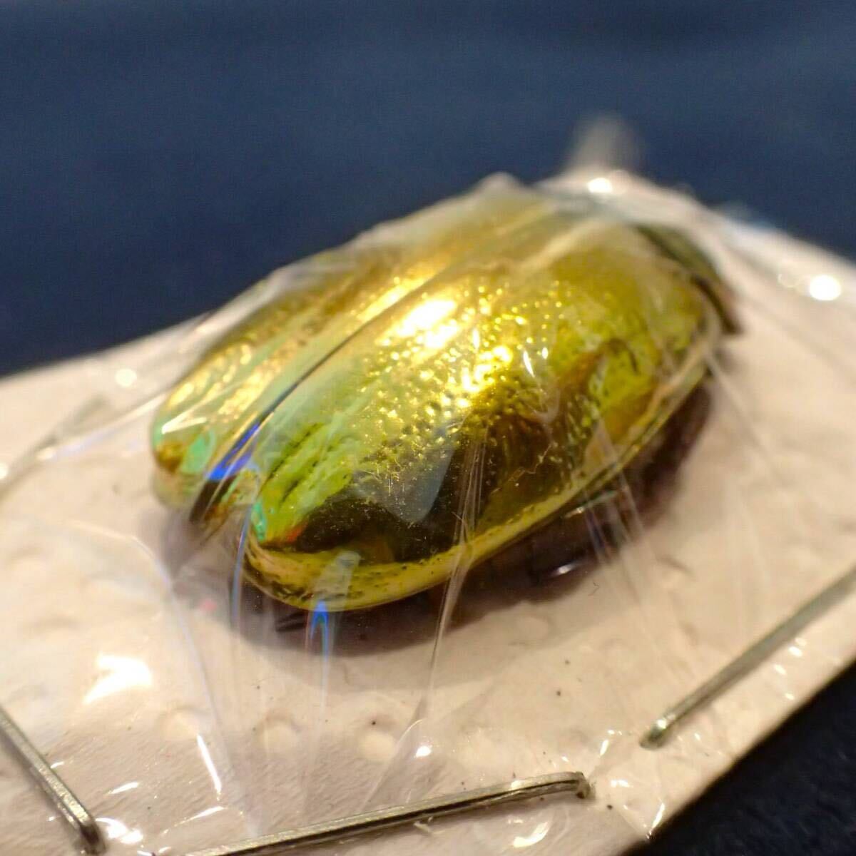 アウリガンスプラチナコガネ Gold 乾燥パック標本(科学、自然 アウリガンスプラチナコガネ Gold 乾燥パック標本(科学、自然