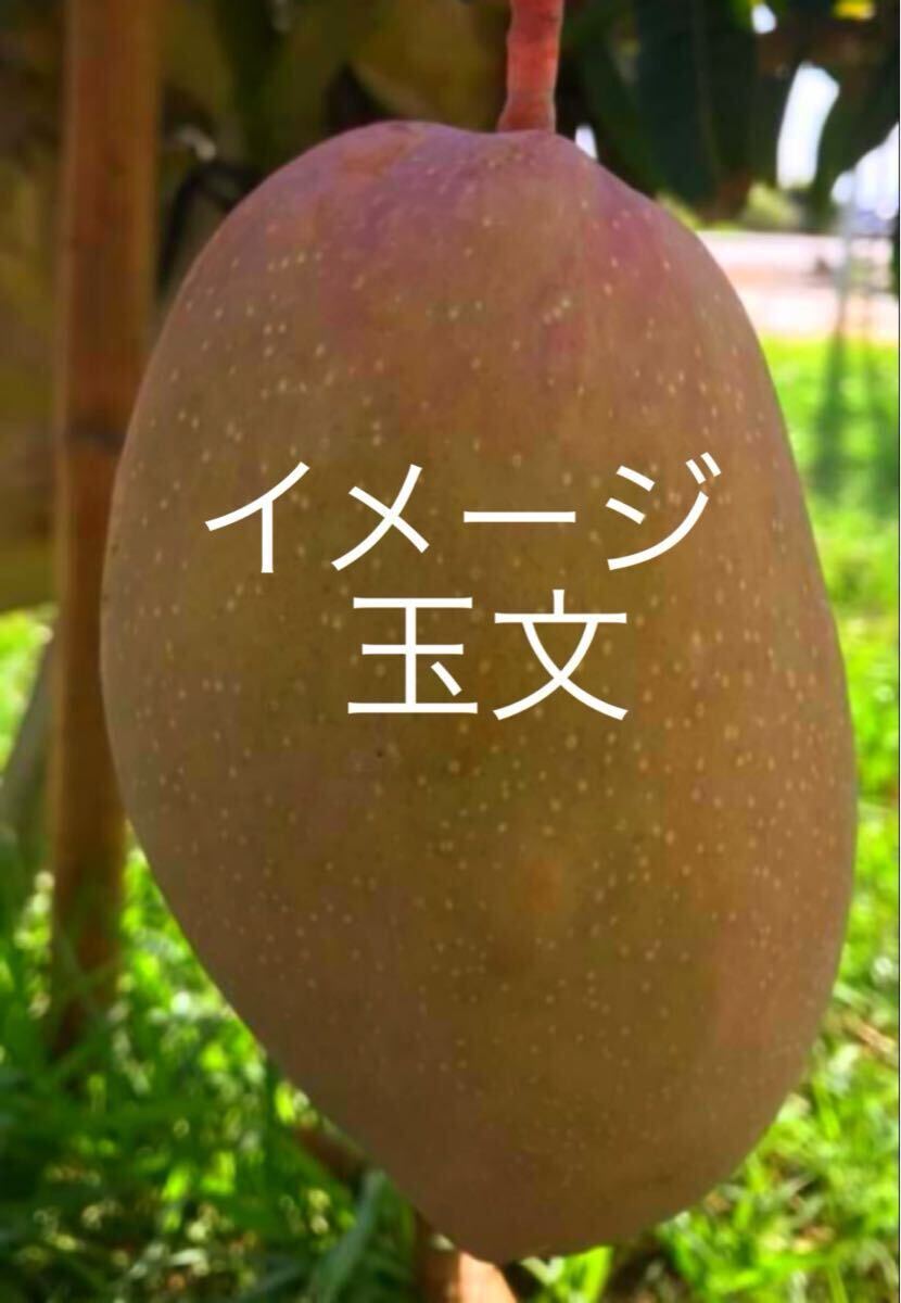 激ウマ 玉文マンゴー 接木苗 1本 送料込み|Yahoo!フリマ(旧 激ウマ 玉文マンゴー 接木苗 1本 送料込み|Yahoo!フリマ(旧